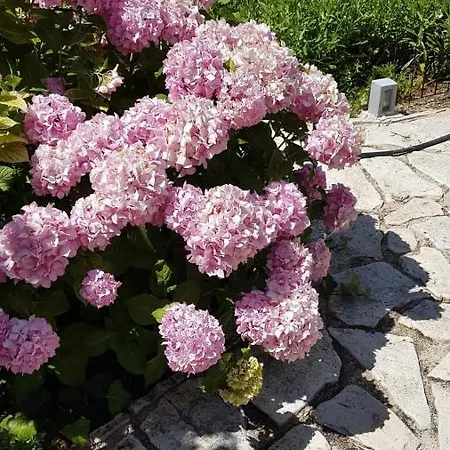 Subasic Дом отдыха